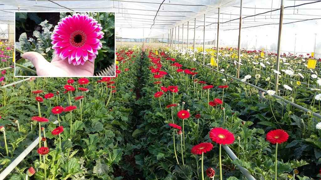 Biodistretti e bonifica dei terreni agricoli