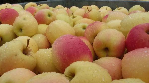 Ad Interpoma: le mele salutari sono coltivate con Bio Aksxter